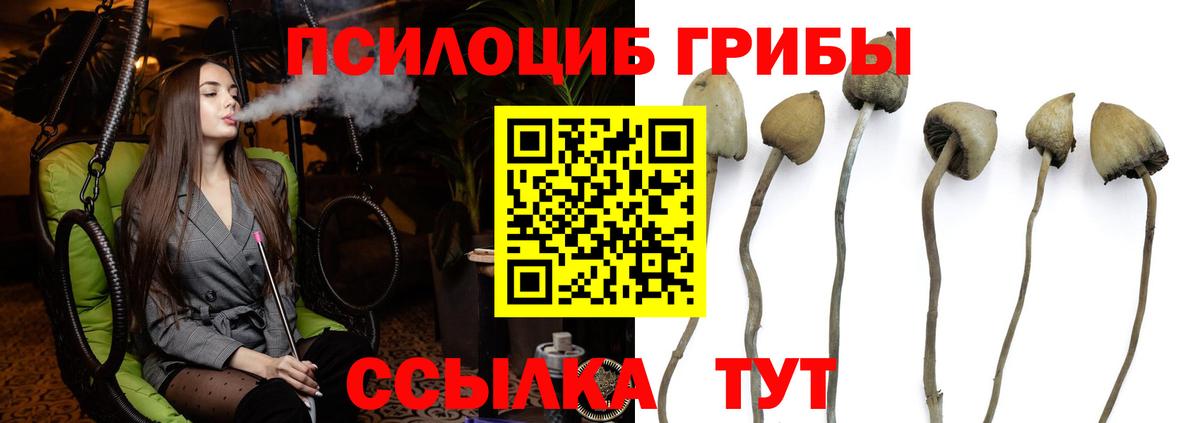 Псилоцибиновые грибы прущие грибы  Вход с VPN  Сальск  где купить наркоту  Галлюциногенные грибы Psilocybe 